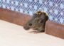Common Ways A Mouse Can Get Inside Your House Mouse Inside House