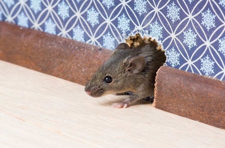 Mouse Inside House