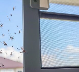How to Get Rid of Mosquitoes in and Around Your Home Mosquitoes in Home