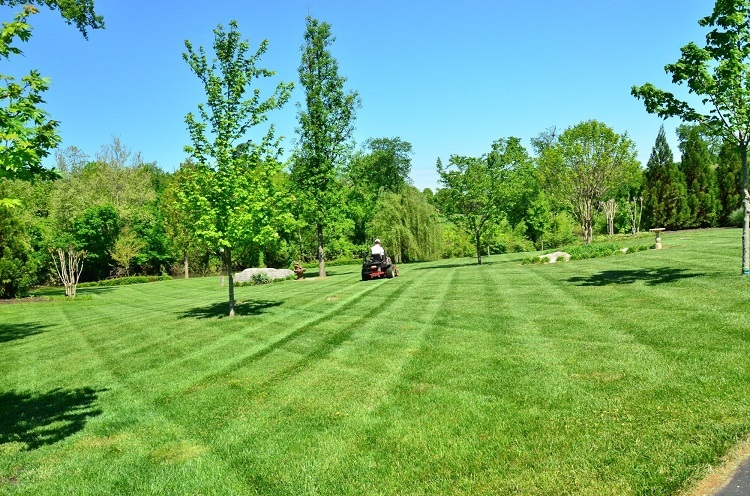 5-types-of-services-offered-by-a-professional-lawn-care-company