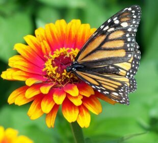 How To Plant A Magical Butterfly Garden Magical Butterfly Garden