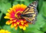 Magical Butterfly Garden