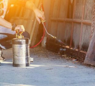 Why is Miami the Top City for Termites? Termites