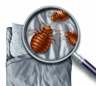 Bed Bugs Found In Houses