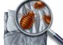 What Are The Types Of Bed Bugs Found In Houses? Bed Bugs Found In Houses