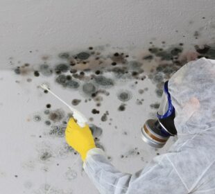 iowa mold removal