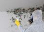 The Silent Invader: The Potential Risks of Mold Growth and the Crucial Need for Mold Removal iowa mold removal