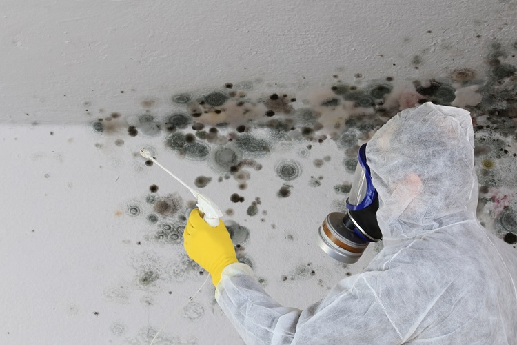 iowa mold removal