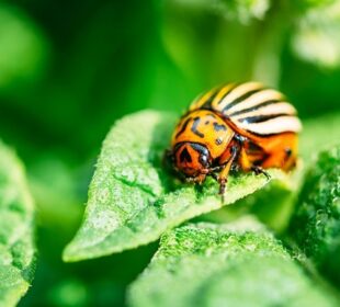 9 Common Garden Pests You Should Know About Garden Pests