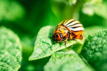 9 Common Garden Pests You Should Know About Garden Pests