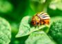9 Common Garden Pests You Should Know About Garden Pests
