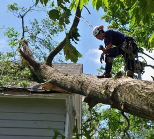 Expert Tree Services in Dallas for a Greener Tomorrow Tree Services
