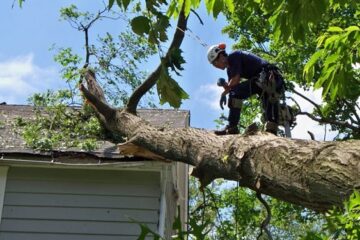 Tree Services