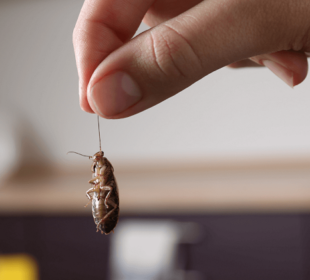 Boca Raton Pest Control Solutions: Goodbye Pests and Mosquitoes Pests