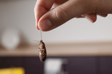 Boca Raton Pest Control Solutions: Goodbye Pests and Mosquitoes Pests