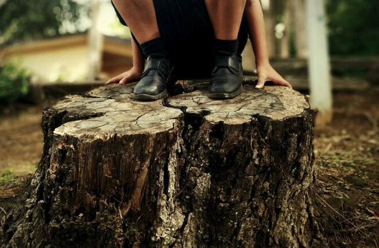 Should You Grind or Remove Your Stump? Remove Your Stump